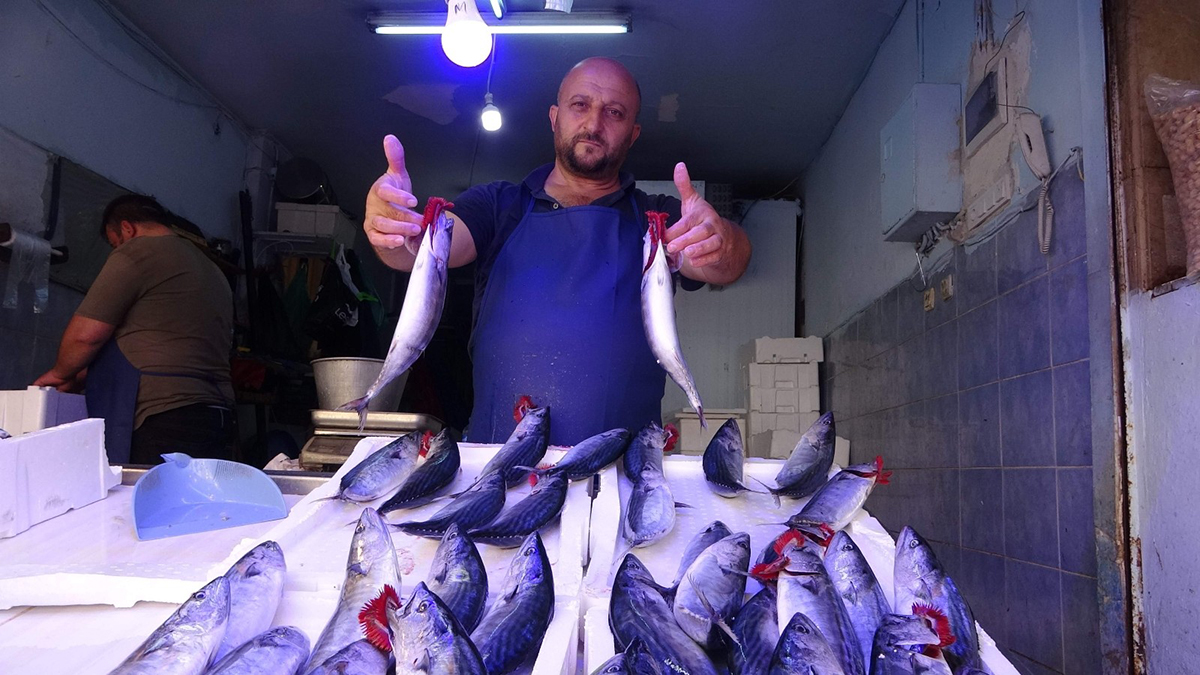 Palamut tezgâhlarda yerini aldı: Tanesi 25 liradan satılıyor