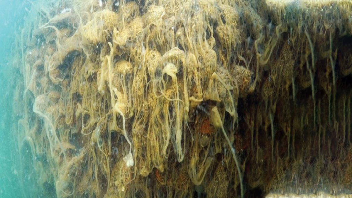 Marmara Denizi'nde çekilen en kapsamlı röntgenin sonuçları vahim