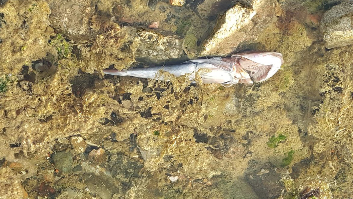 Marmara'da müsilajdan sonra yeni tehlike!