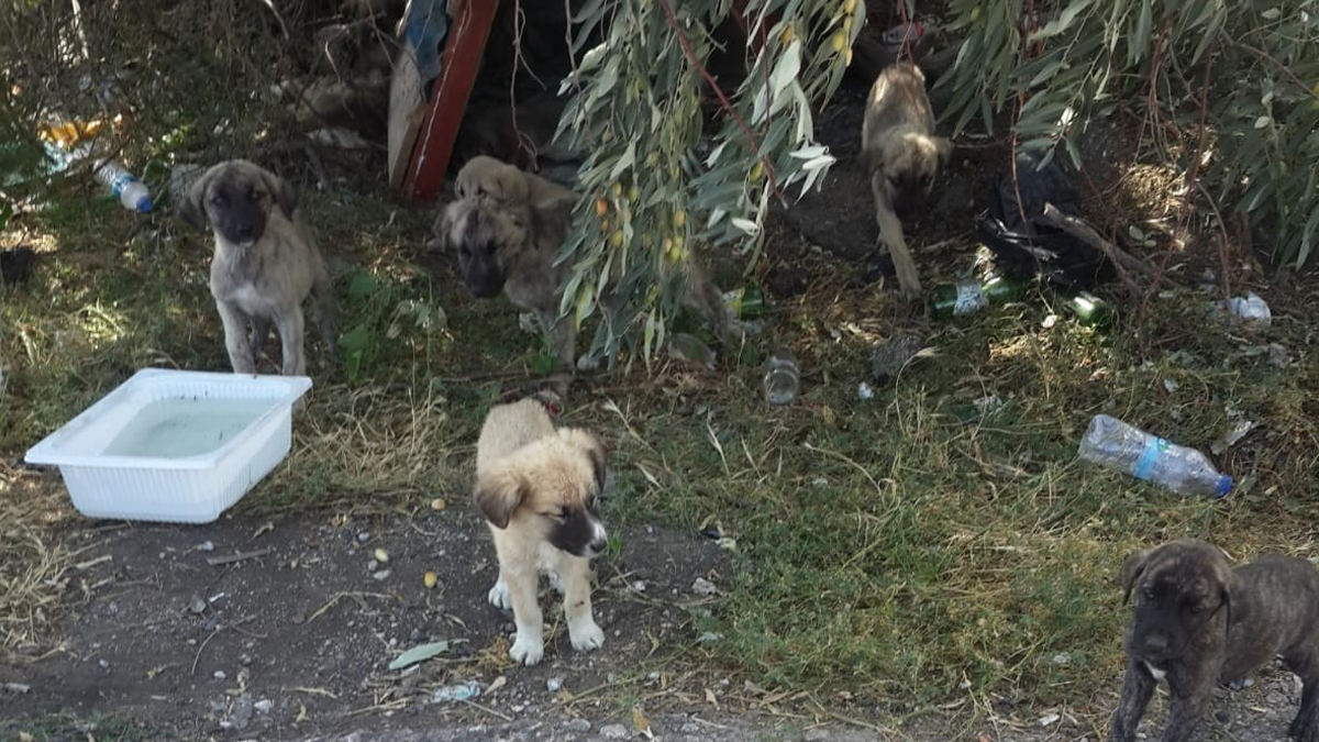 Yavru köpekleri yol kenarına bırakıp kaçtılar