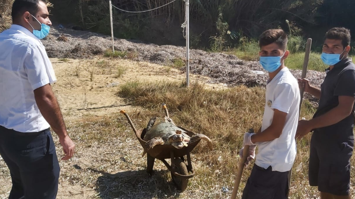 Ağzına poşet takılan caretta caretta kıyıya vurdu