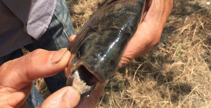 İznik Gölü'nün Kumbaşı mevkisinde "insan dişli balık" yakalandı