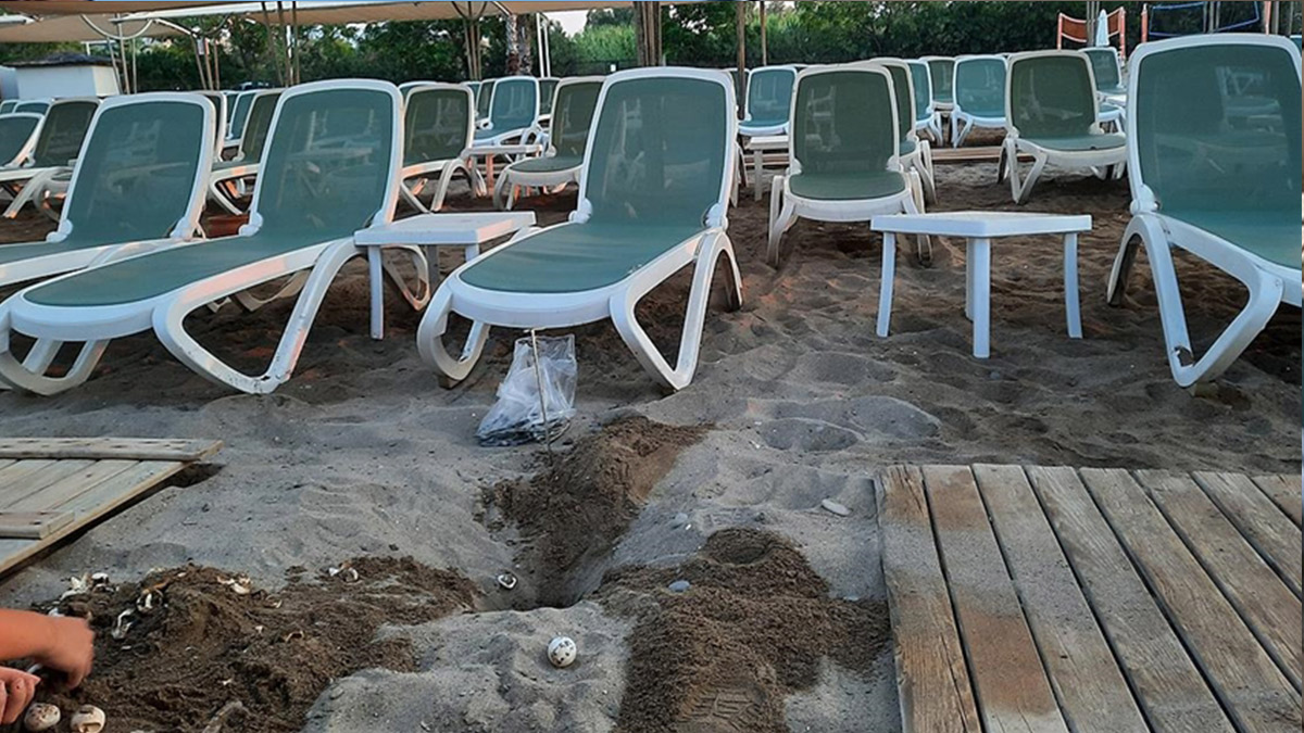 Caretta carettalar için sahillere çam kazık çakılacak