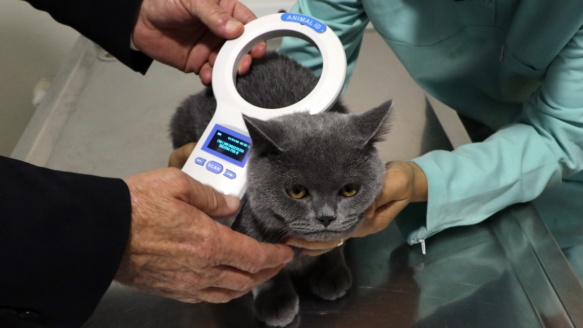 Evcil hayvanlara mikroçip takma süresi daralıyor