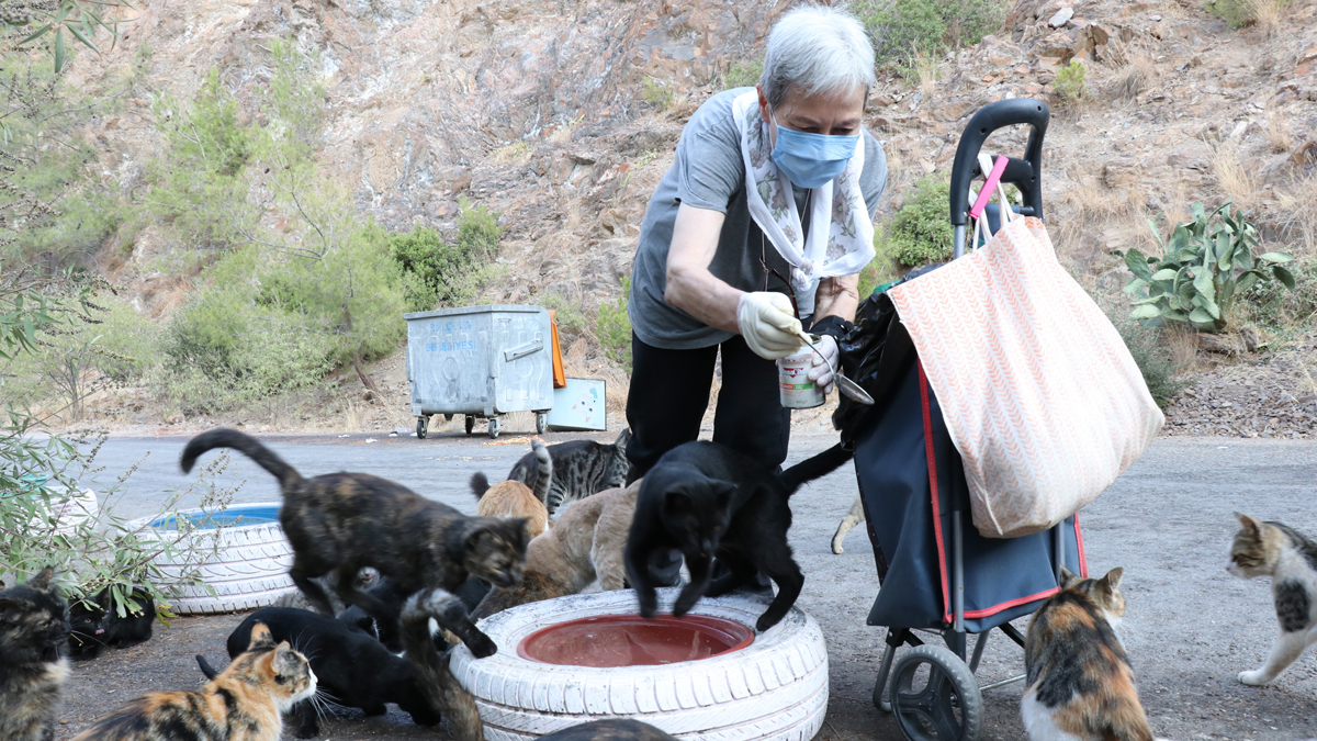 Her gün 200 sokak kedisini eliyle besliyor