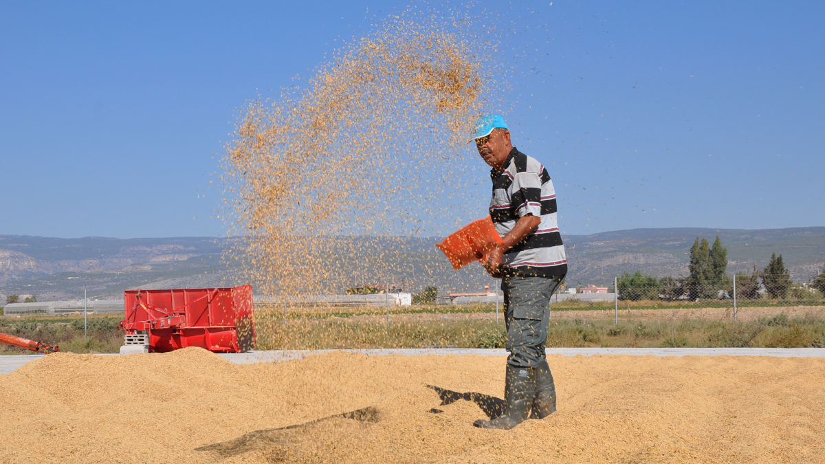 Hasat başladı! Çeltik tarlada 4, markette 25 lira