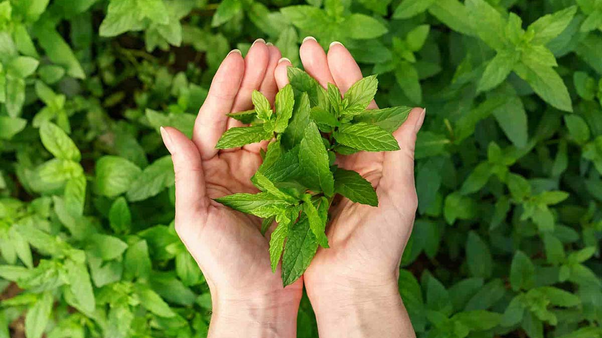 Rüyada nane görmek ne anlama gelir? Hastalık gibi farklı şekillerde yorumlanır