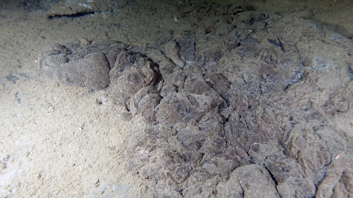 Marmara'yı bu sefer algler esir aldı! Yeni müsilaj kapıda