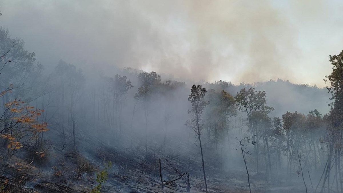 Bingöl'de orman yangını!