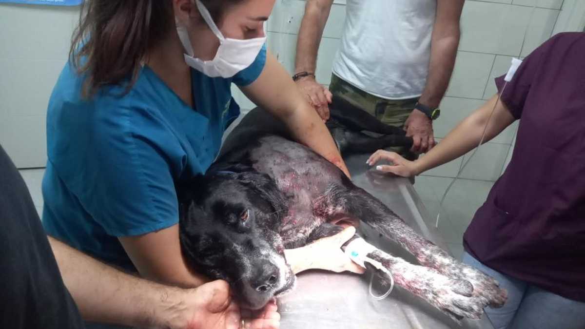 köpek ve kadın