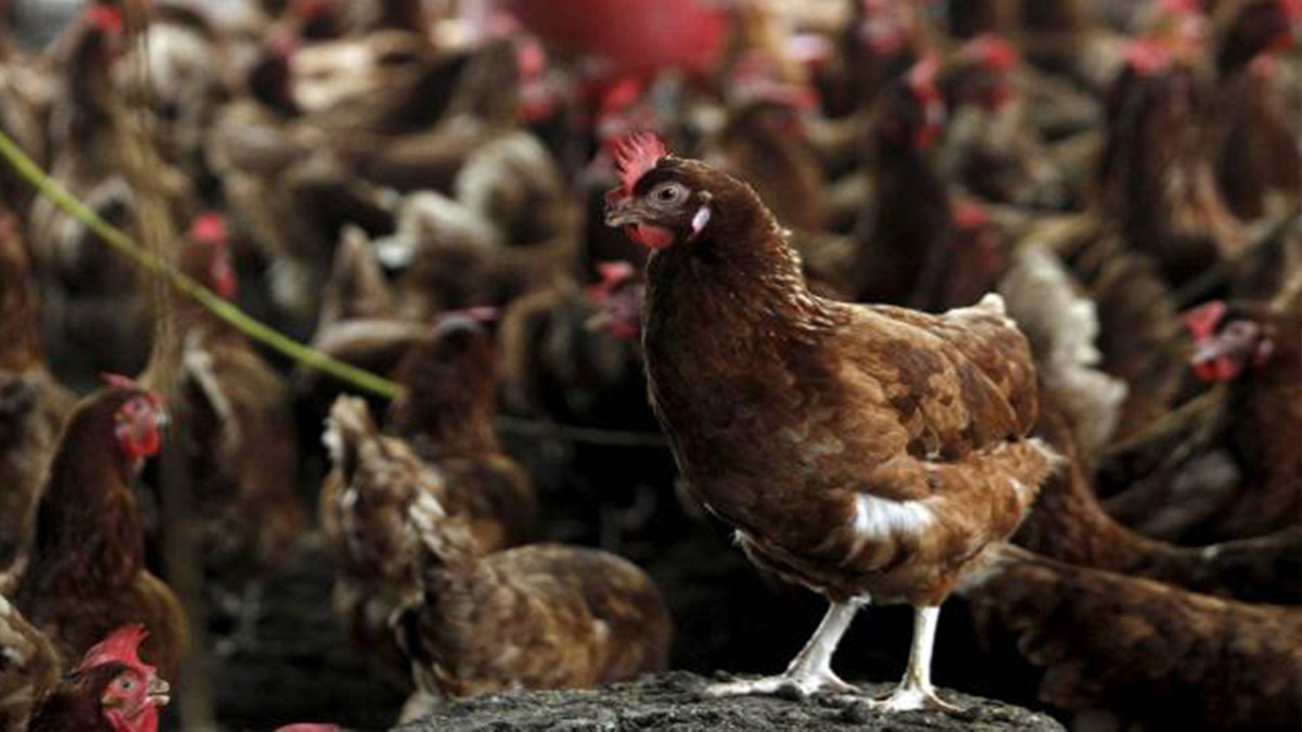 Aralıkta tavuk üretimi azaldı, süt ve yumurta miktarı arttı