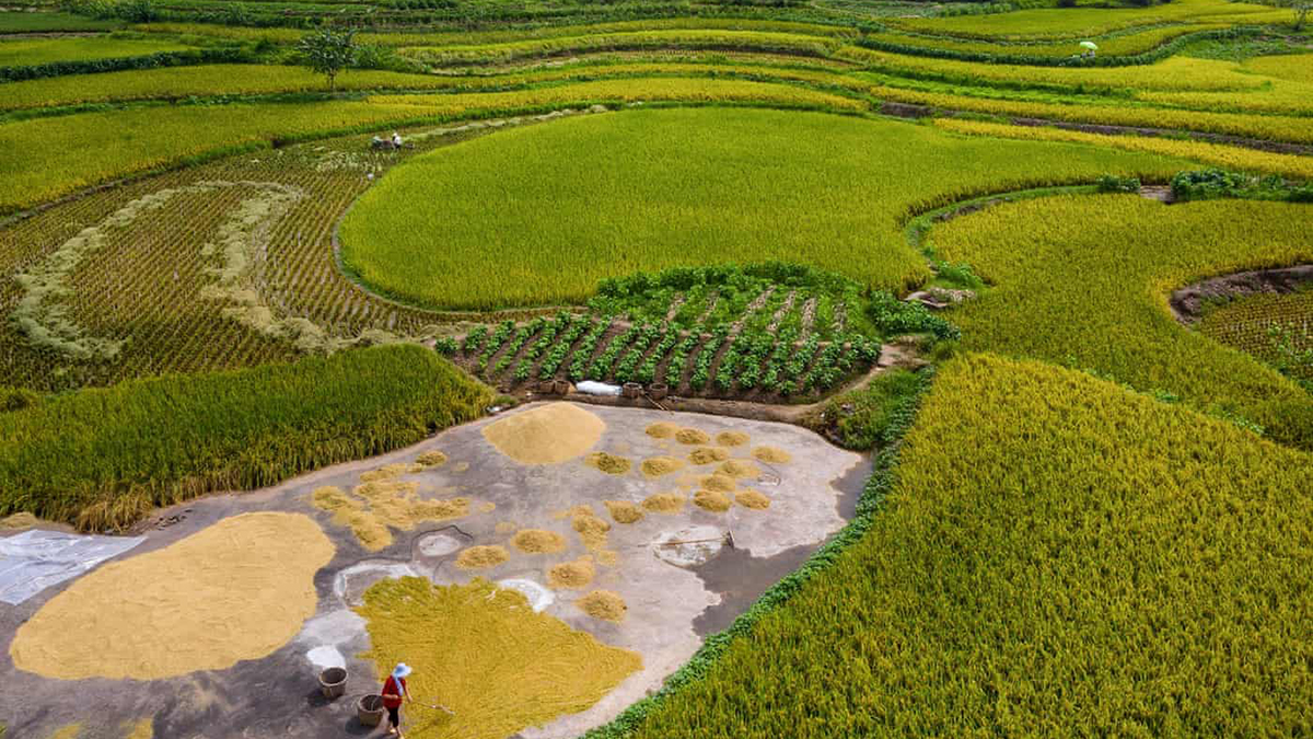 Türkçe'nin de dahil olduğu Trans-Avrasya dillerinin kökeni bulundu