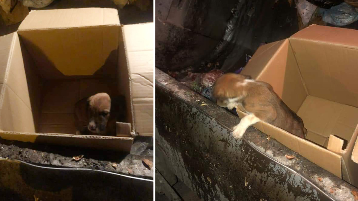 Karton kutuda çöpe atılan yavru köpek preslenmekten son anda kurtarıldı