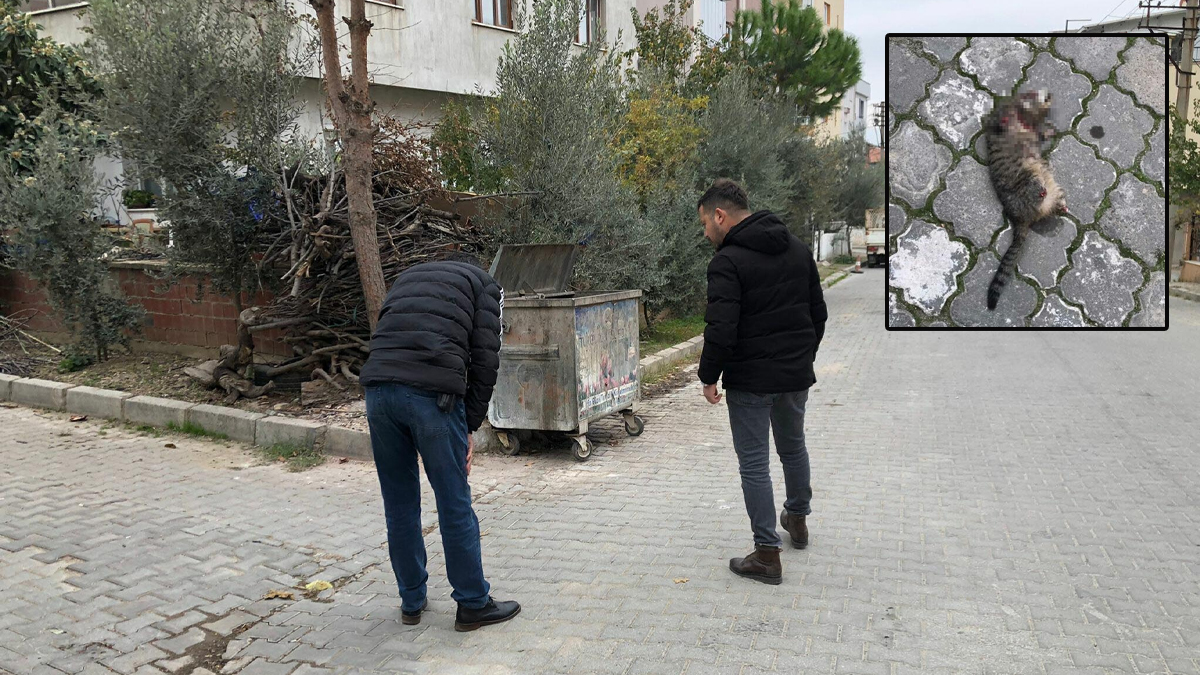 Özel ekip kuruldu: Emniyet 'seri kedi katili'nin peşinde