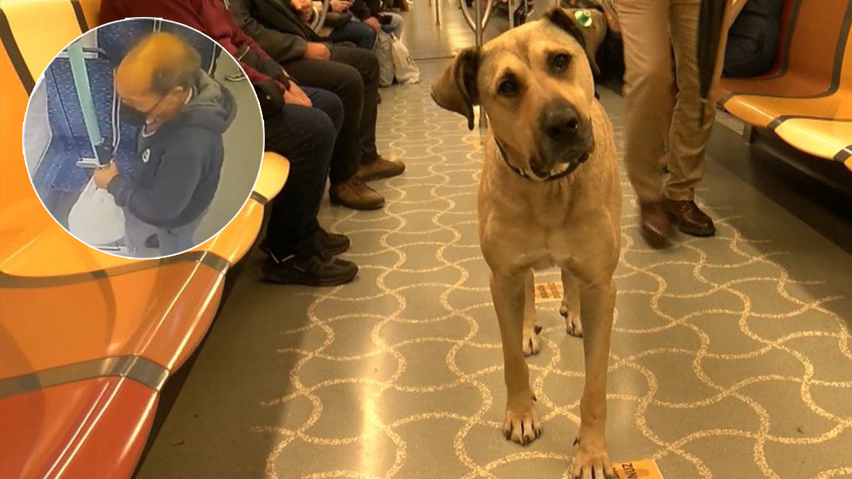 Boji'ye kurulan 'dışkı kumpası' kamerada