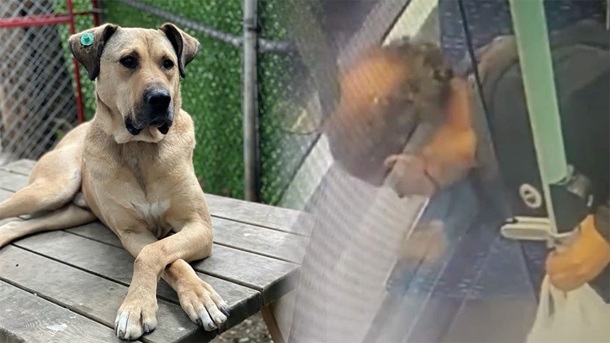 Boji 'dışkı kumpası' için özür bekliyor