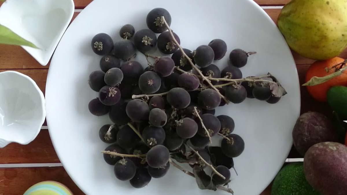 Gribe karşı 'ketembilla' ile kesin koruma sağlayın