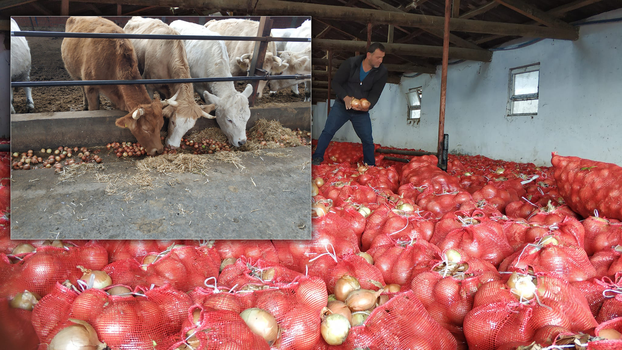 Üretici satamadığı 600 ton soğanı inek yemi yaptı