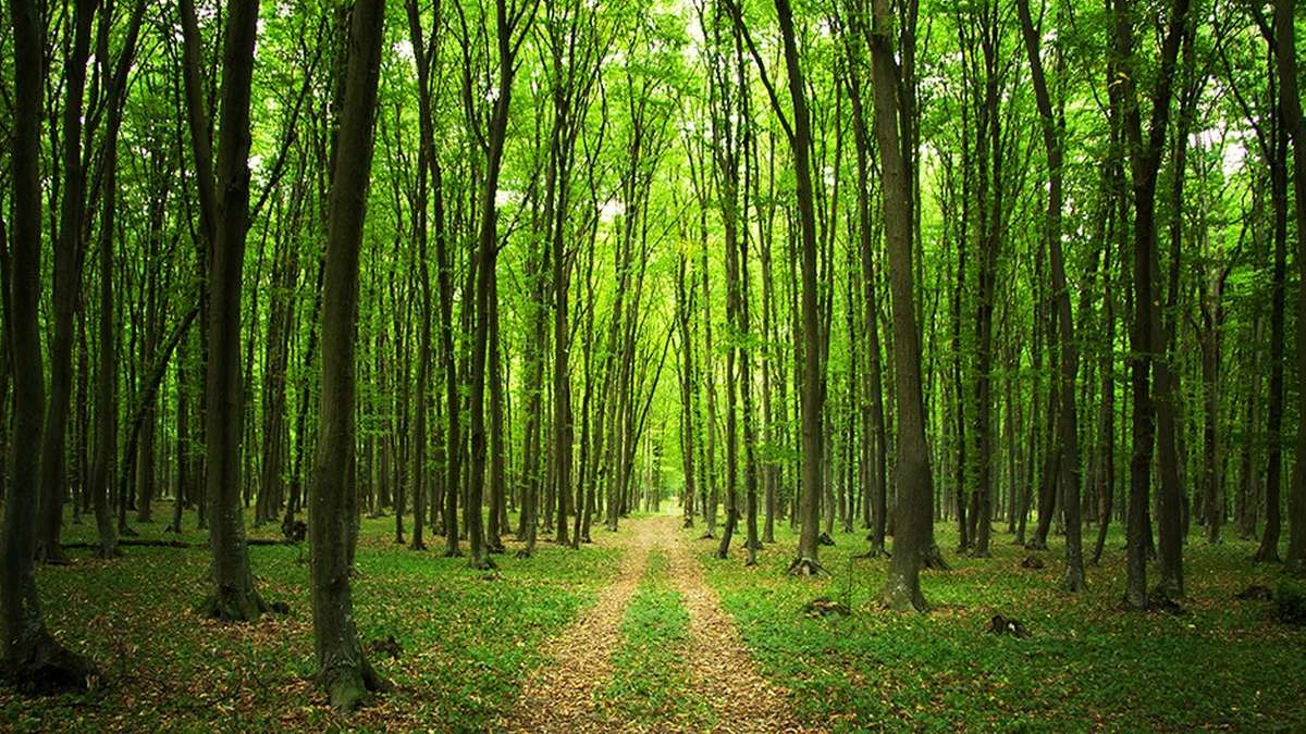 Resmi Gazete'de yayımlandı: Ormanlar imara açılıyor