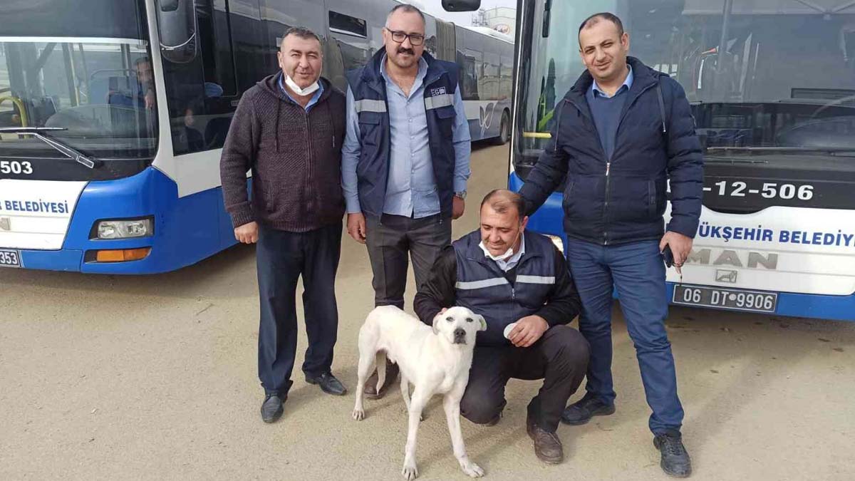 Ankara'nın 'Boji'si Barış belediye otobüsü ile geziyor