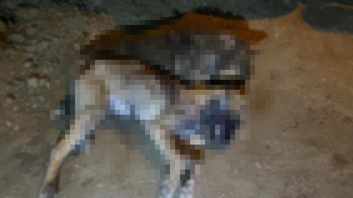 Afyonkarahisar’da hayvan katliamı: Zehirli yiyecekler verdiler