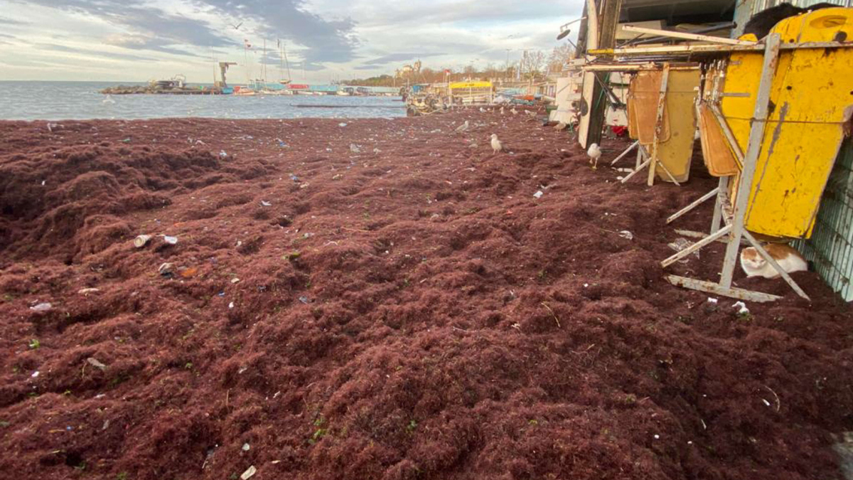 İstanbul'da ürküten manzara: Caddebostan sahilini kırmızı yosunlar kapladı