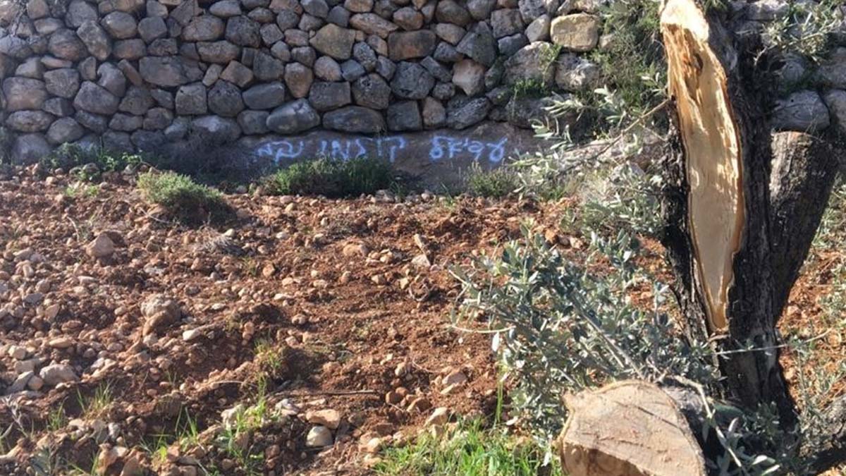 İsrailli yerleşimciler Filistinlilerin 600 zeytin ağacını kesti