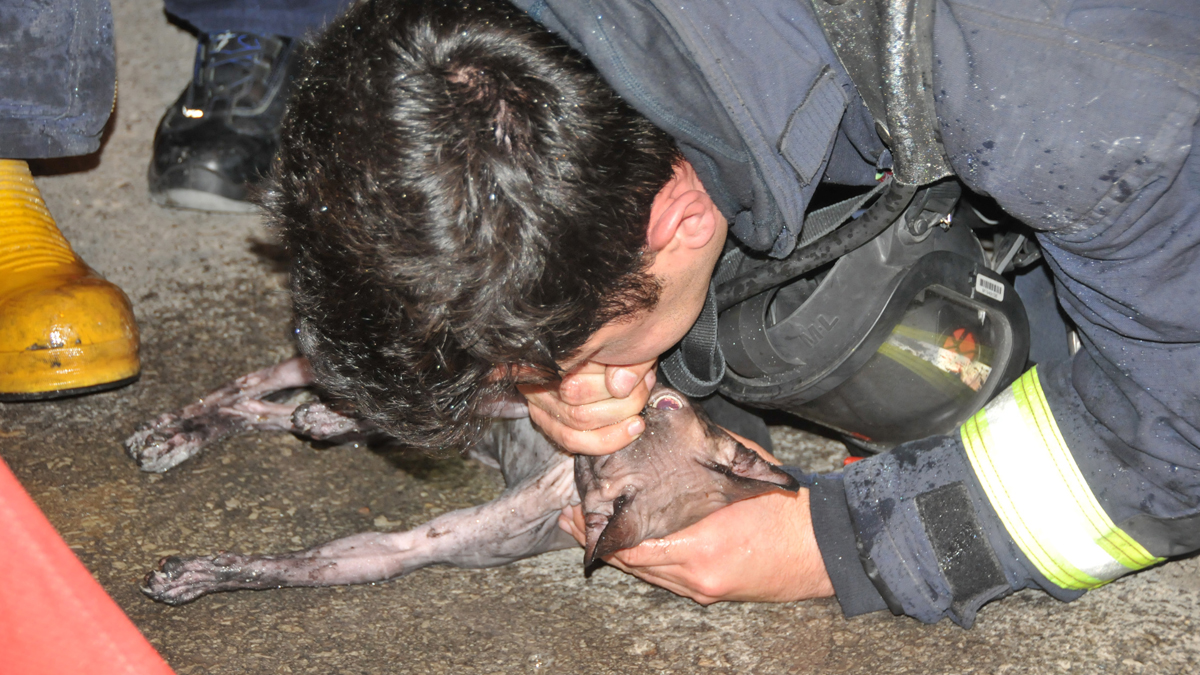 Dumandan etkilenen kediyi suni teneffüsle hayata döndürdü