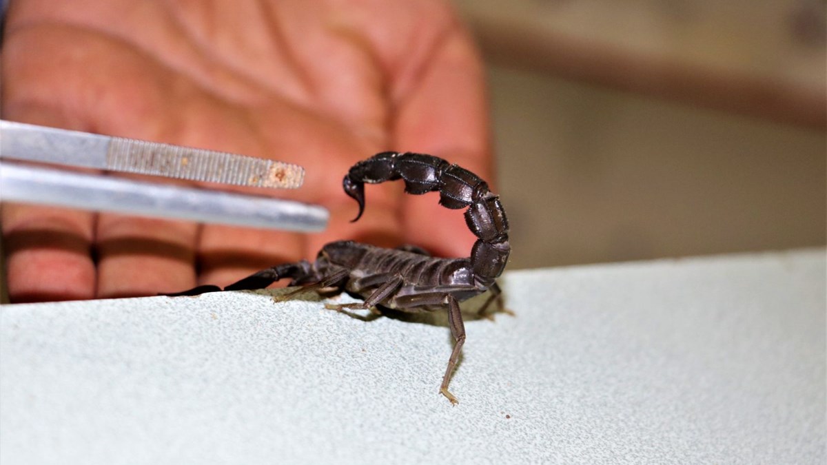 Uzmanından kanser hastalarına kritik uyarı: 'Mavi akrep zehri'ne dikkat