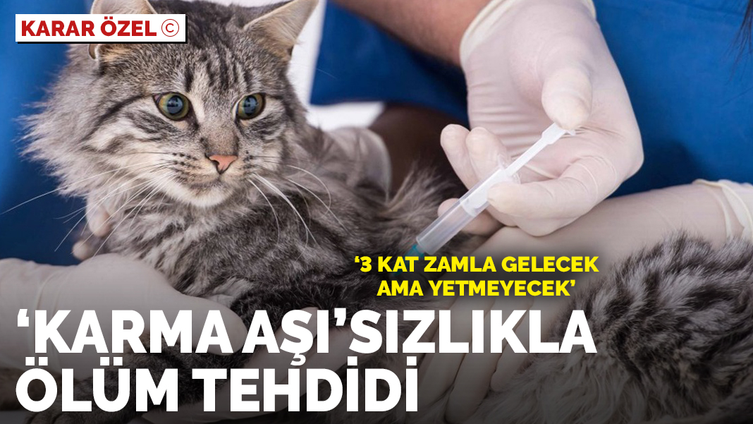 kedilere karma asi sizlikla olum tehdidi yeni istiklal kedilere karma asi sizlikla olum tehdidi yeni istiklal