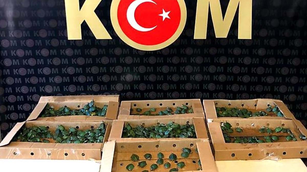 Bin kırmızı yanaklı su kaplumbağası ele geçirildi