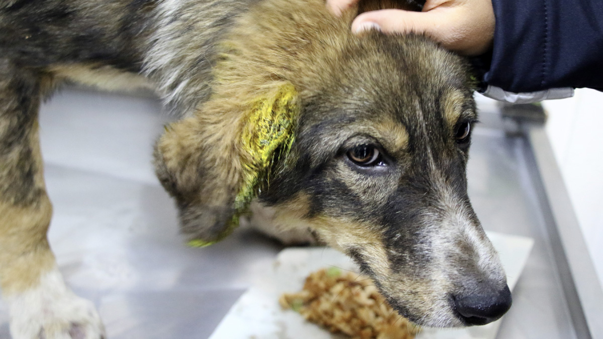 Köpeği çöpe atıp darbeden zanlı serbest bırakıldı