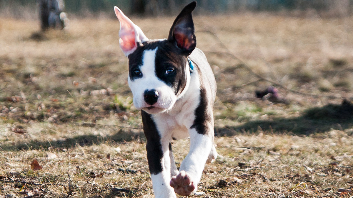 Tehlikeli köpek ırklarında mikroçip süresi sona eriyor