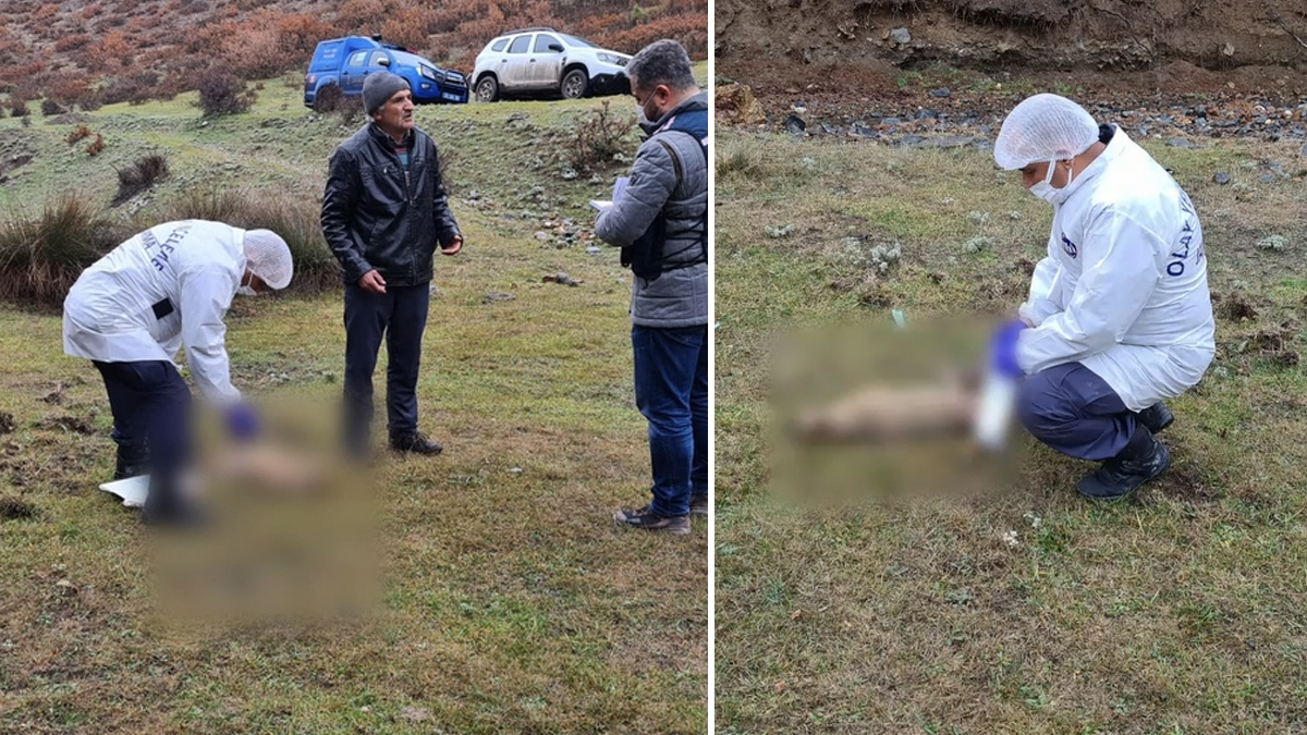 Kütahya'da hayvan katliamı! 2 köpek, 1 tilki ve 2 kuş ölü bulundu