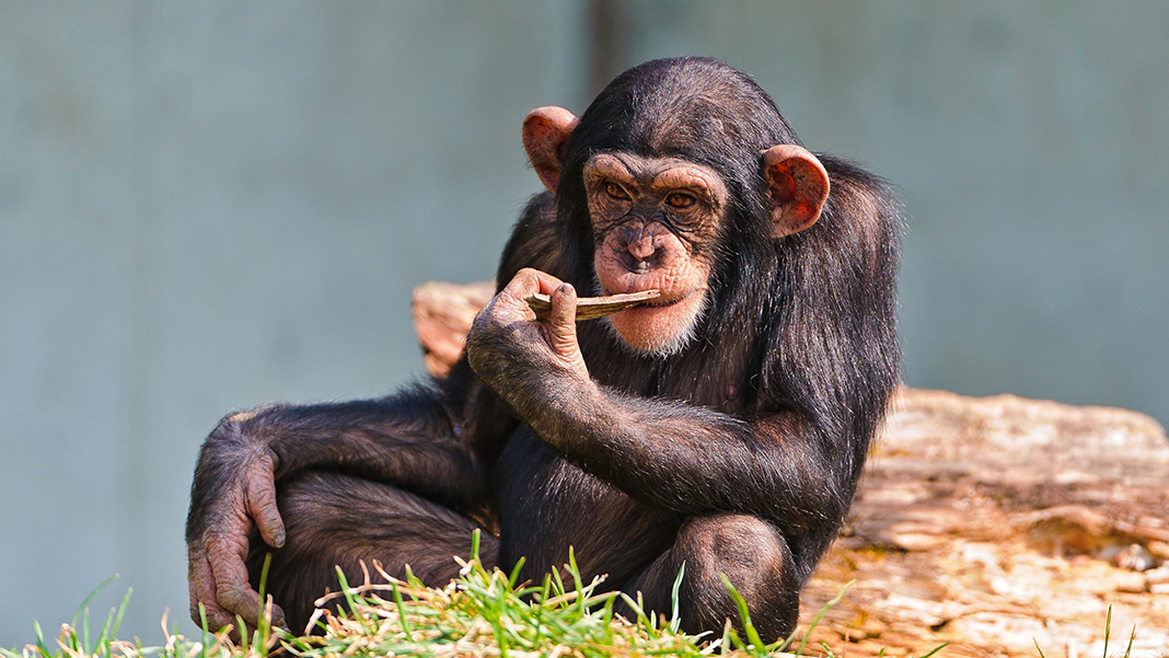 Maymunlar intikam için 250 köpeği katletti