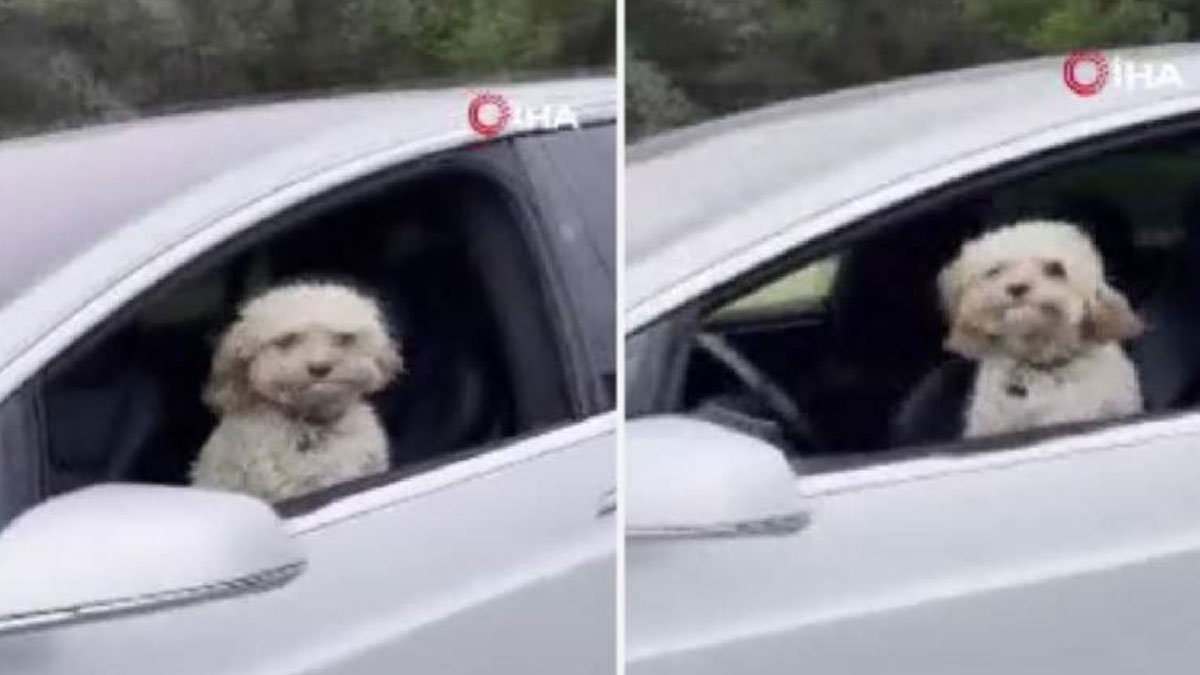 Tesla’nın sürücü koltuğundaki köpek gündem oldu