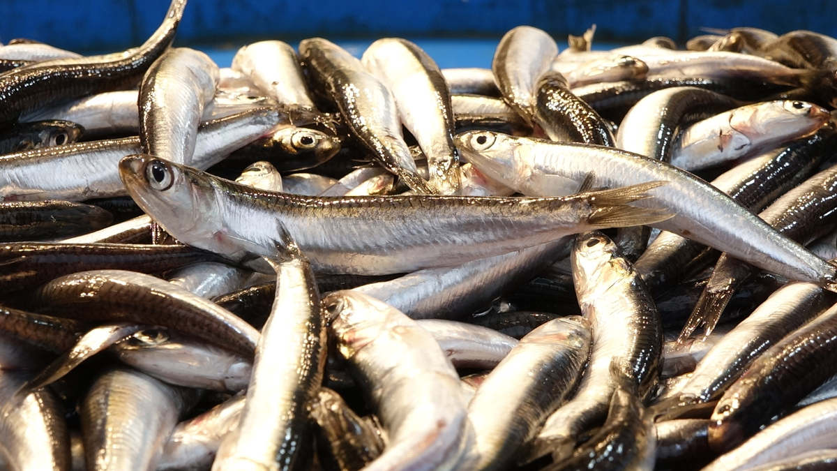 Kuzeye kaçan hamsinin fiyatı 6'ya katlandı