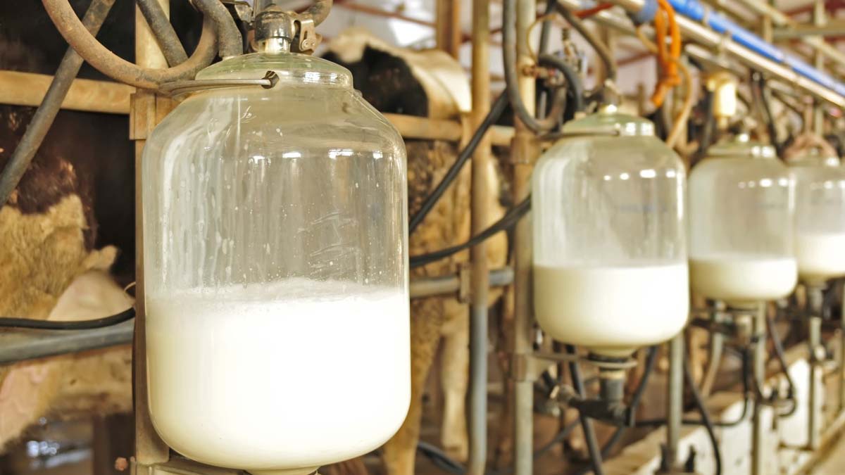 Üretici tarih verdi: Vatandaş et ve süt bulmakta zorlanacak