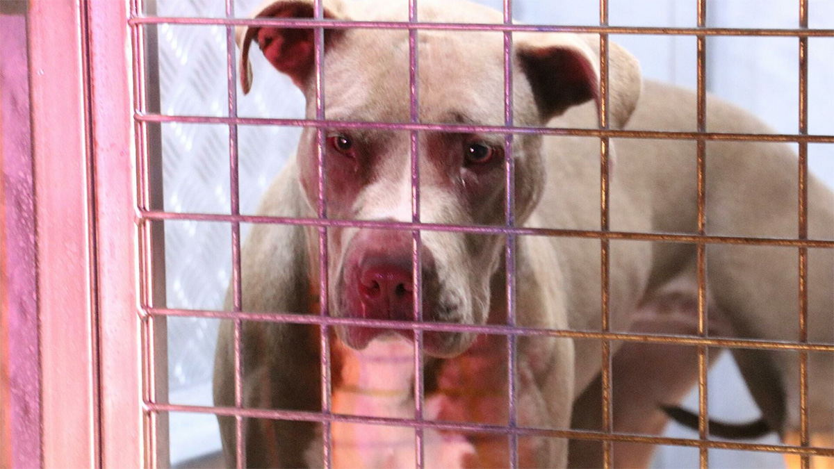 İki pitbull, 4 yaşındaki çocuğa saldırdı