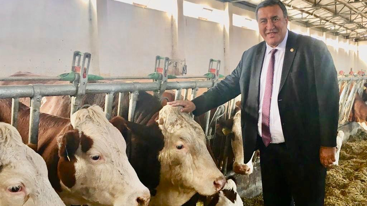 CHP'li Gürer: TİGEM hayvancılıkta sınıfta kaldı