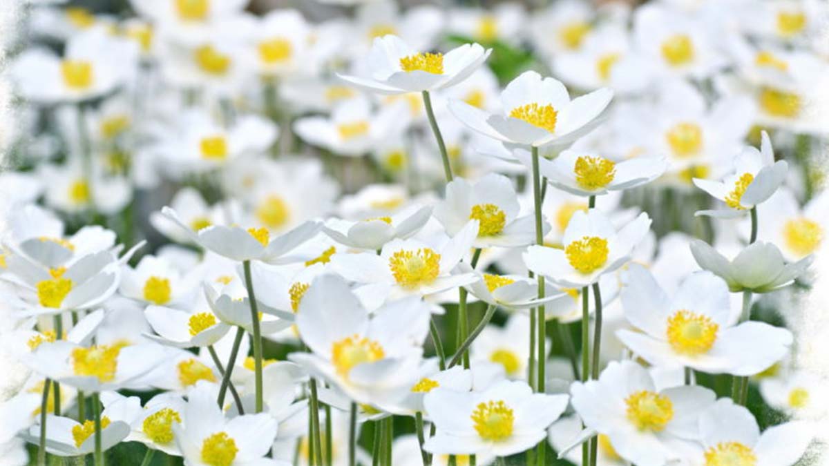 Rüyada beyaz çiçek görmek iyi midir, kötü müdür? Güzel gelişmelerin