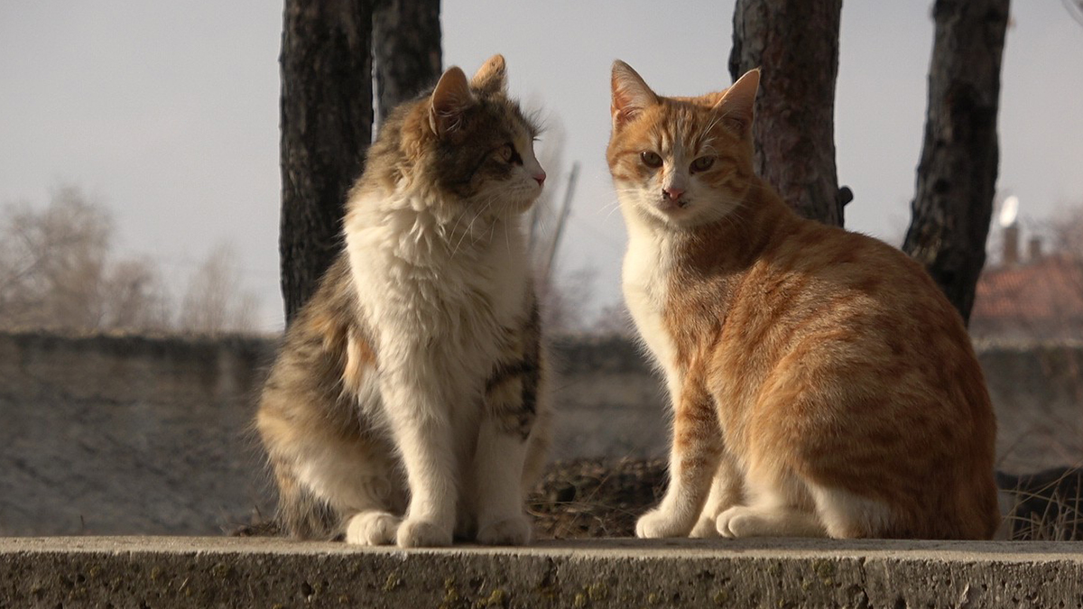 Hem okulun maskotları, hem de çocukların arkadaşları: Kediler