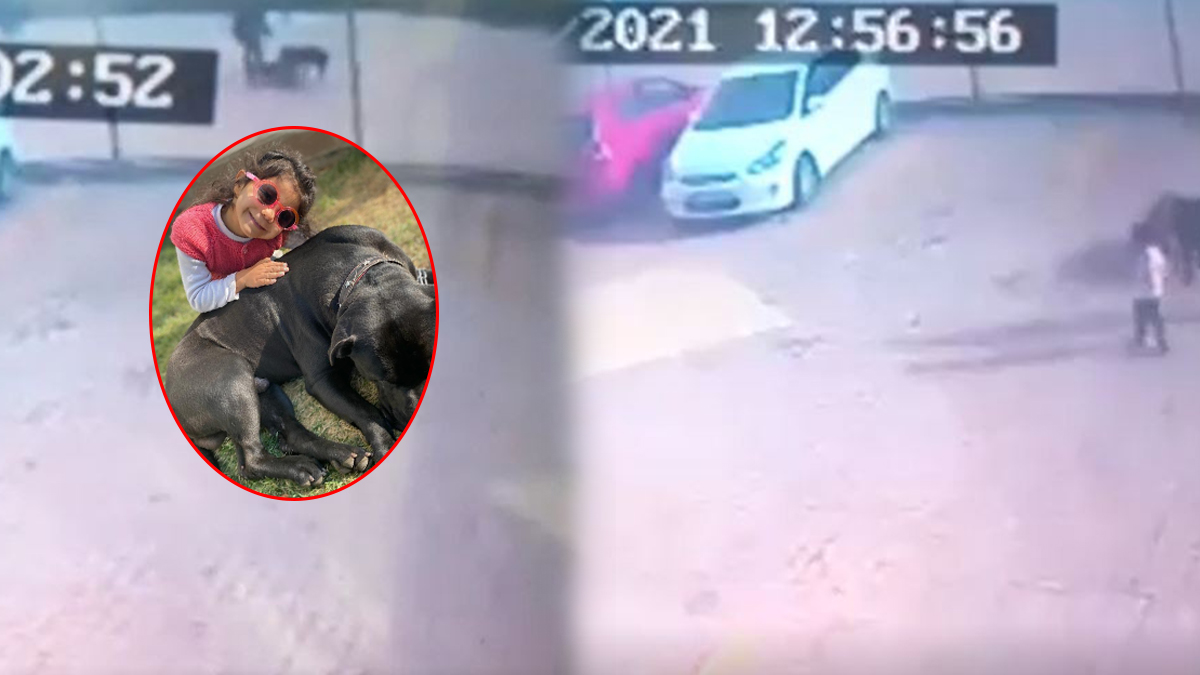 Asiye'nin yaralandığı pitbull saldırısından yeni görüntüler ortaya çıktı