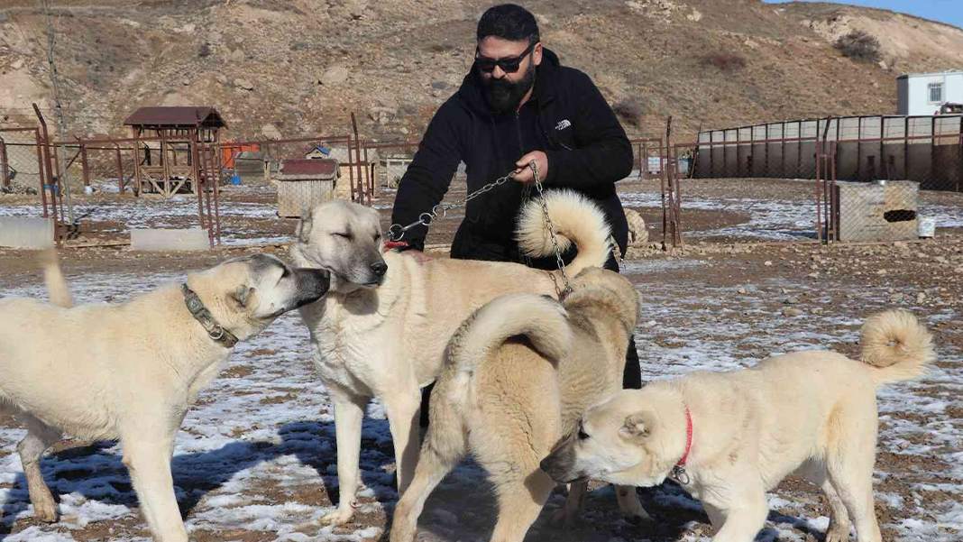 Uzmandan dikkat çeken pitbull açıklaması: Hasta ruhlu insanların elinde katile dönüşüyorlar