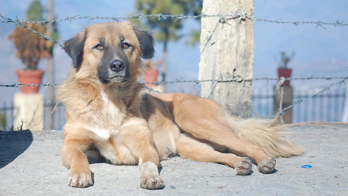 Son dakika! Sahipsiz ve tehlikeli hayvanlarla ilgili 81 ile genelge gönderildi