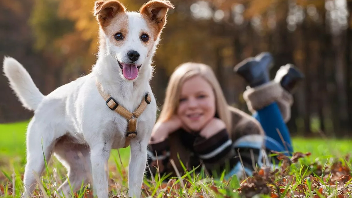 İngiltere'de dikkat çeken 'köpek' araştırması: Onlar bizim en yakın evcil hayvanımız
