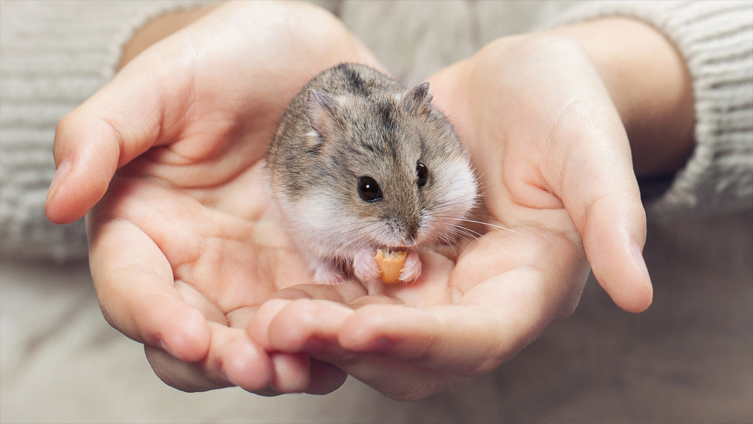 Hayvanlar alemin en sağlam içicileri: Hamsterlar
