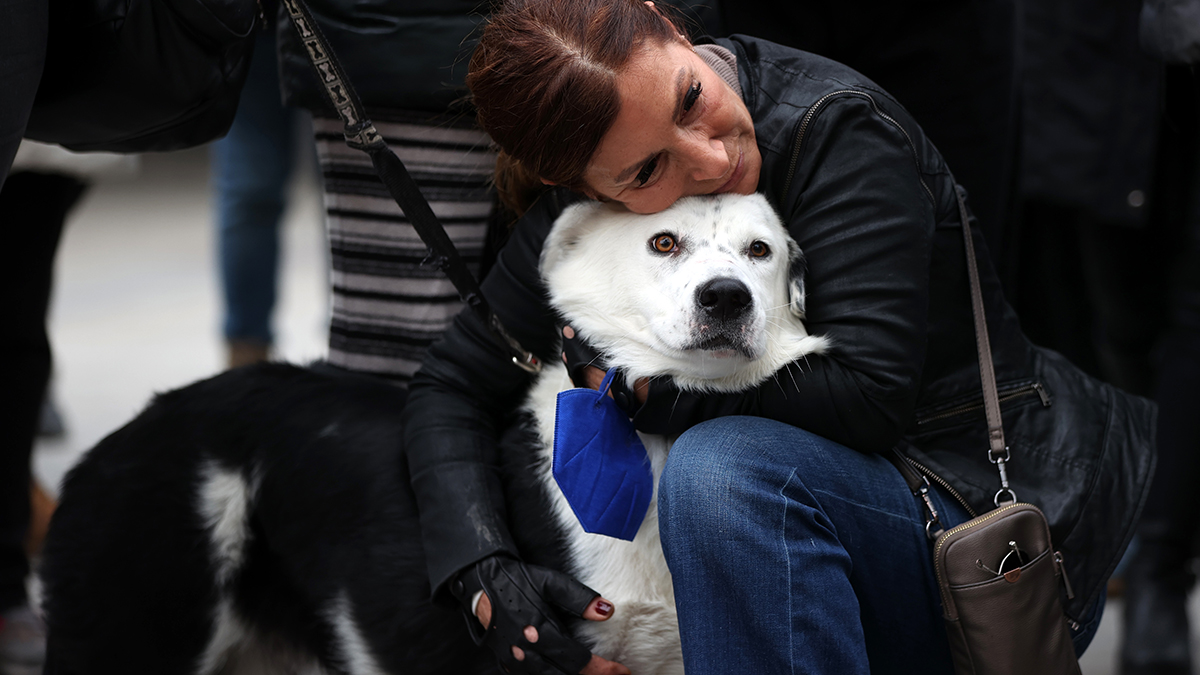 Hayvan hakları için protesto: Toplamak ve barınaklara kapatmak suç