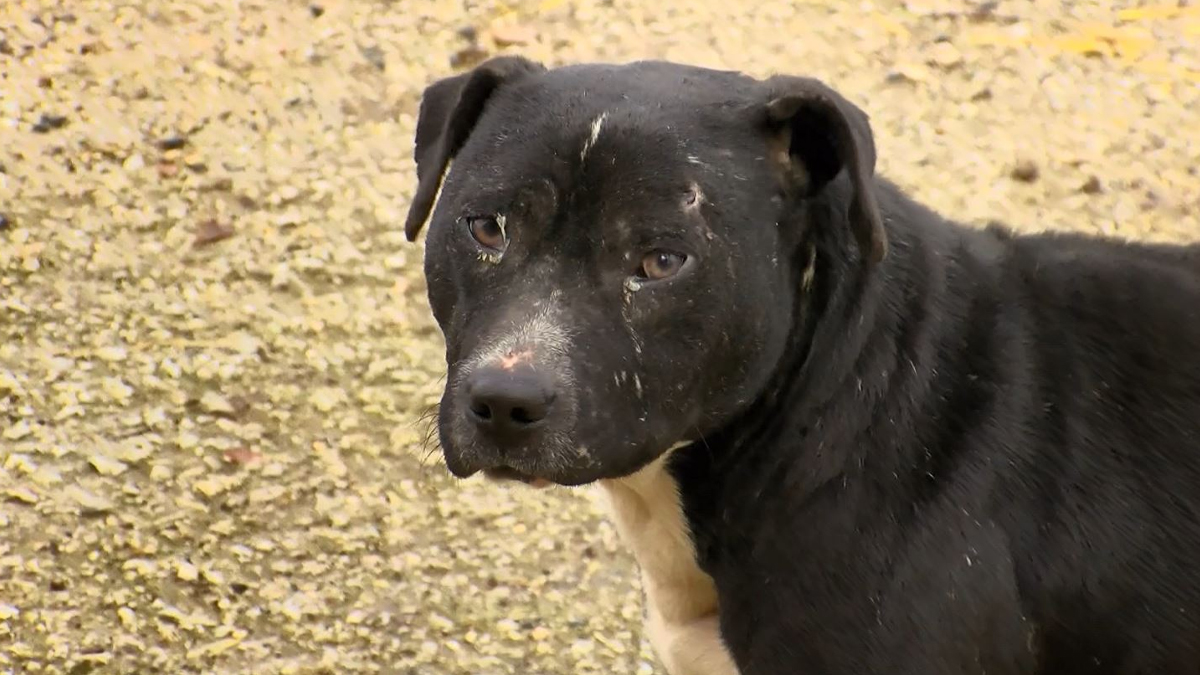 Kısırlaştırmak istemeyen ormana atıyor