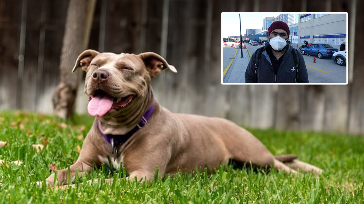 Pitbull değil, eğitmeyen sahibi suçlu